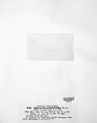 Sphaeria polytrichia image
